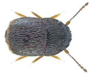 Featherwing Beetle 2