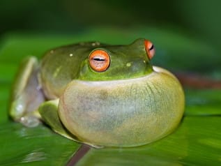 About Frogs And Toads | Welcome Wildlife