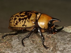 Rhinoceros beetle