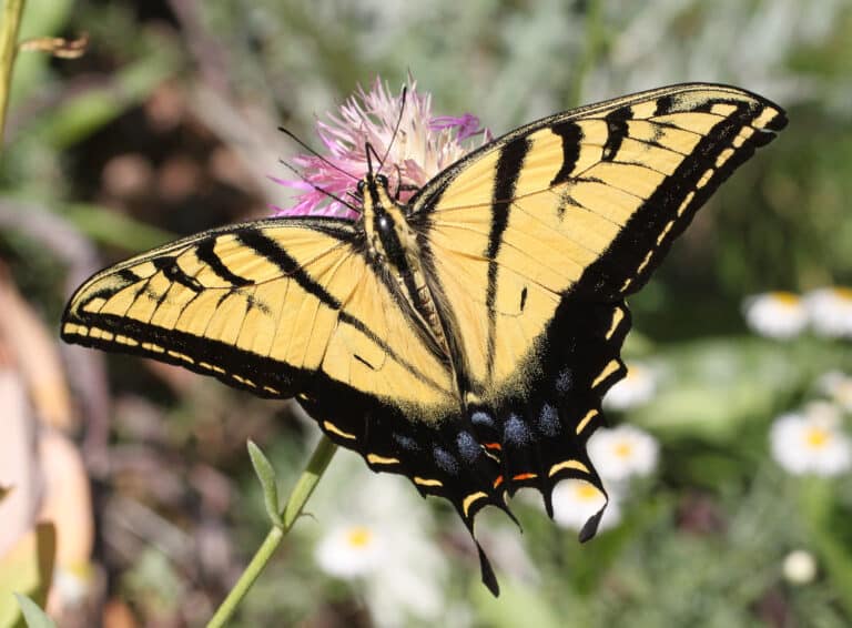 In Your Yard Look For These Butterflies