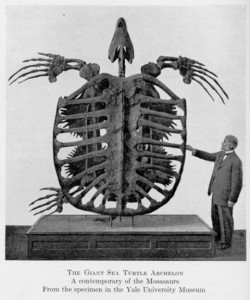 Giant Cretaceous turtle