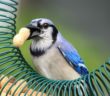 Blue Jay standing on a peanut feeder and holding peanut in its beak.