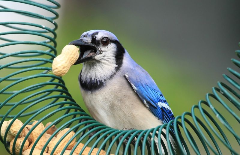 Blue Jay standing on a peanut feeder and holding peanut in its beak.