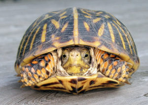 All about box turtles