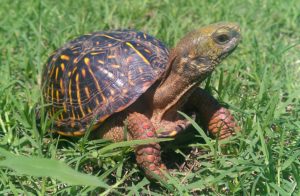 All about box turtles