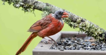 A Northern Cardinal with a bald head is standing on a platform bird feeder, as seen from the side.