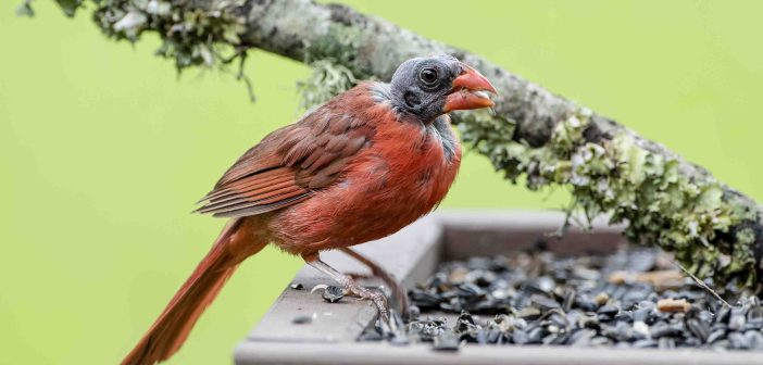 A Northern Cardinal with a bald head is standing on a platform bird feeder, as seen from the side.