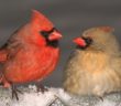 #Image of a pair of Northern Cardinals facing each other, male on the left and female on the right.