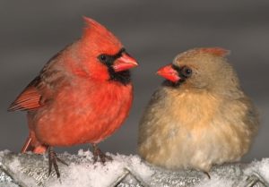 #Image of a pair of Northern Cardinals facing each other, male on the left and female on the right.