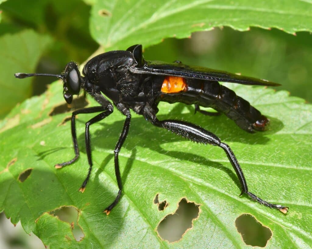 A Clubbed Mydas Fly is standing on a leaf surface. It's all black with an orange marking. Seen from the side.