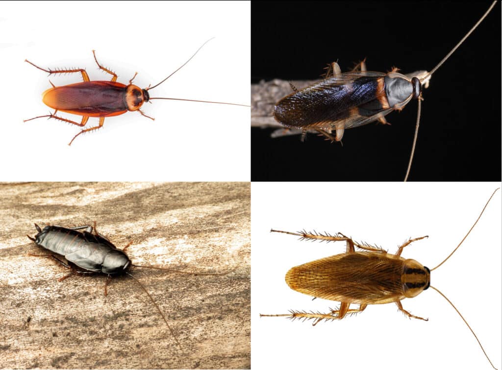 A composite of four images: American, German, Oriental, and Brown-banded Cockroaches.