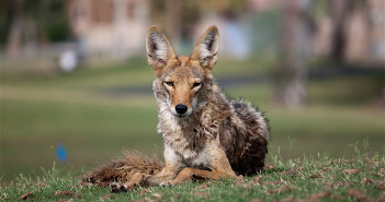 Coyote lying on the grass in a park, with houses in the background. It looks relaxed.