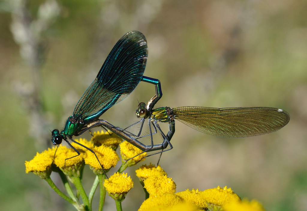 Banded demoiselle Damselflies, Calopteryx splendens, forming a heart-shape with their bodies while mating.