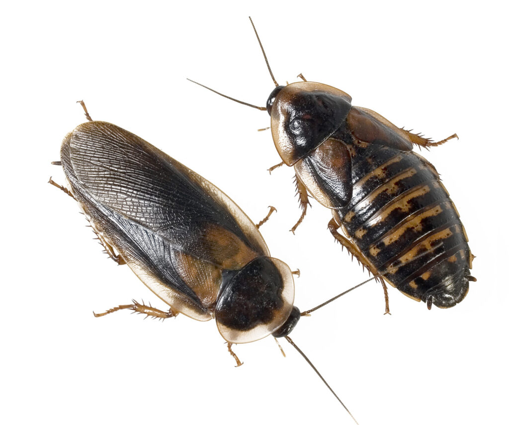 Male and female Dubia Roaches on a white background.