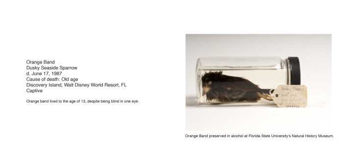 An image of Orange Band preserved in a small bottle of alcohol or formaldehyde that's laying on its side.