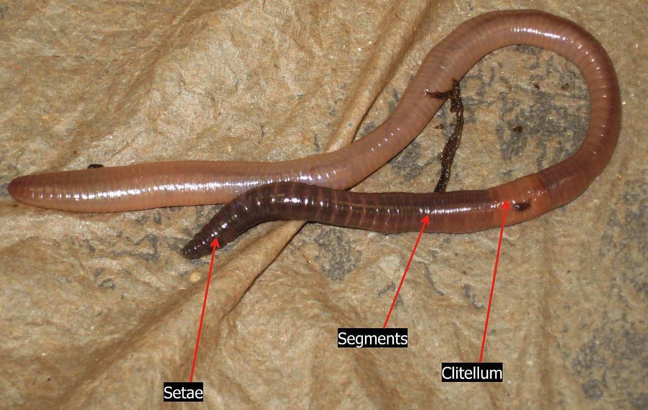 download gippsland earthworm
