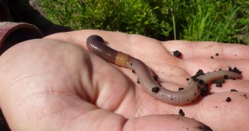 Earthworm lying in the palm of a human's hand.