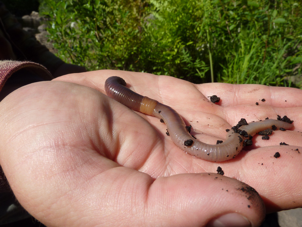 The Real Reason You See Earthworms After Rain