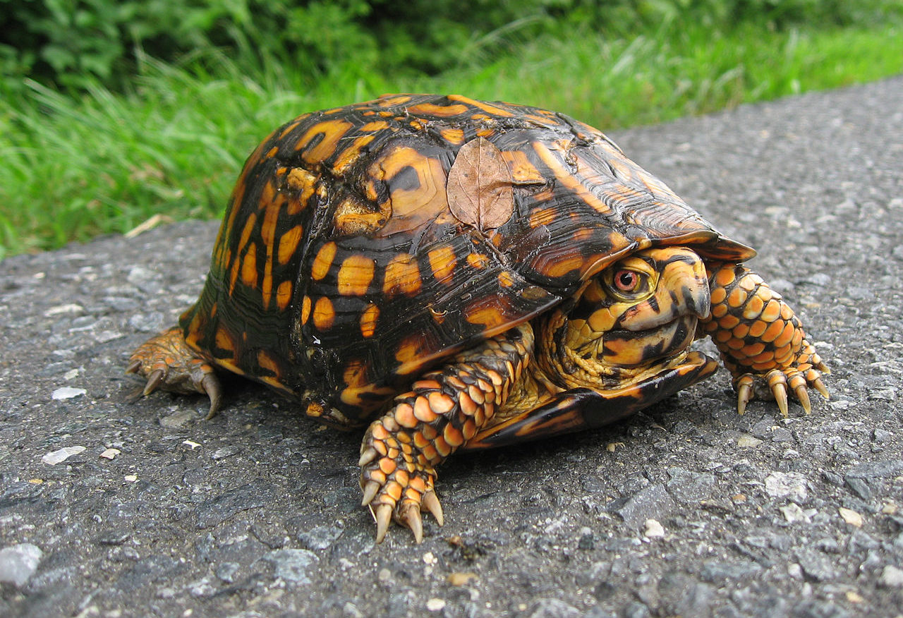 what-does-box-turtle-look-like