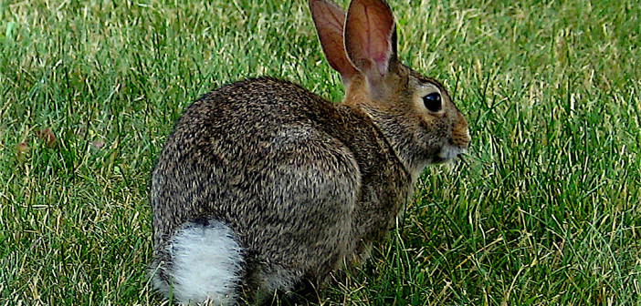 Cottontail Rabbit Winter Diet For Cottontail Quilts