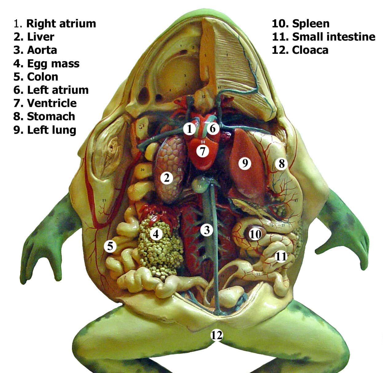 frog dissection labeled diagram
