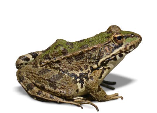 All about frogs and toads – Welcome Wildlife