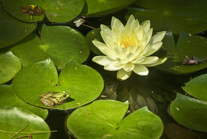 Small green frog sitting on a lilypad in water, with a pretty yellow flower nearby.