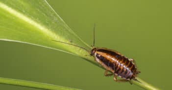 German Cockroach, as seen from above it, standing on a green plant stem.