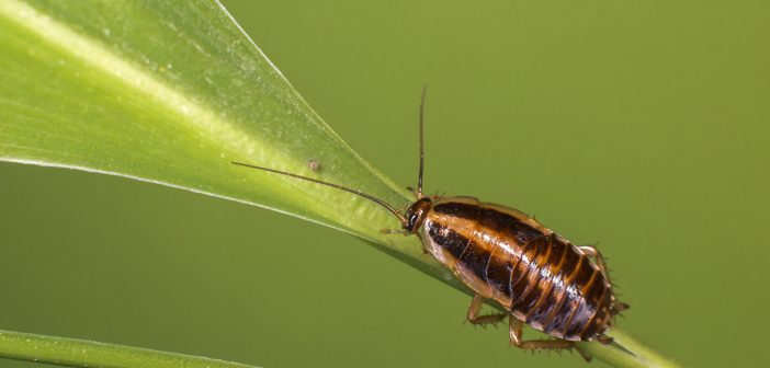 German Cockroach, as seen from above it, standing on a green plant stem.