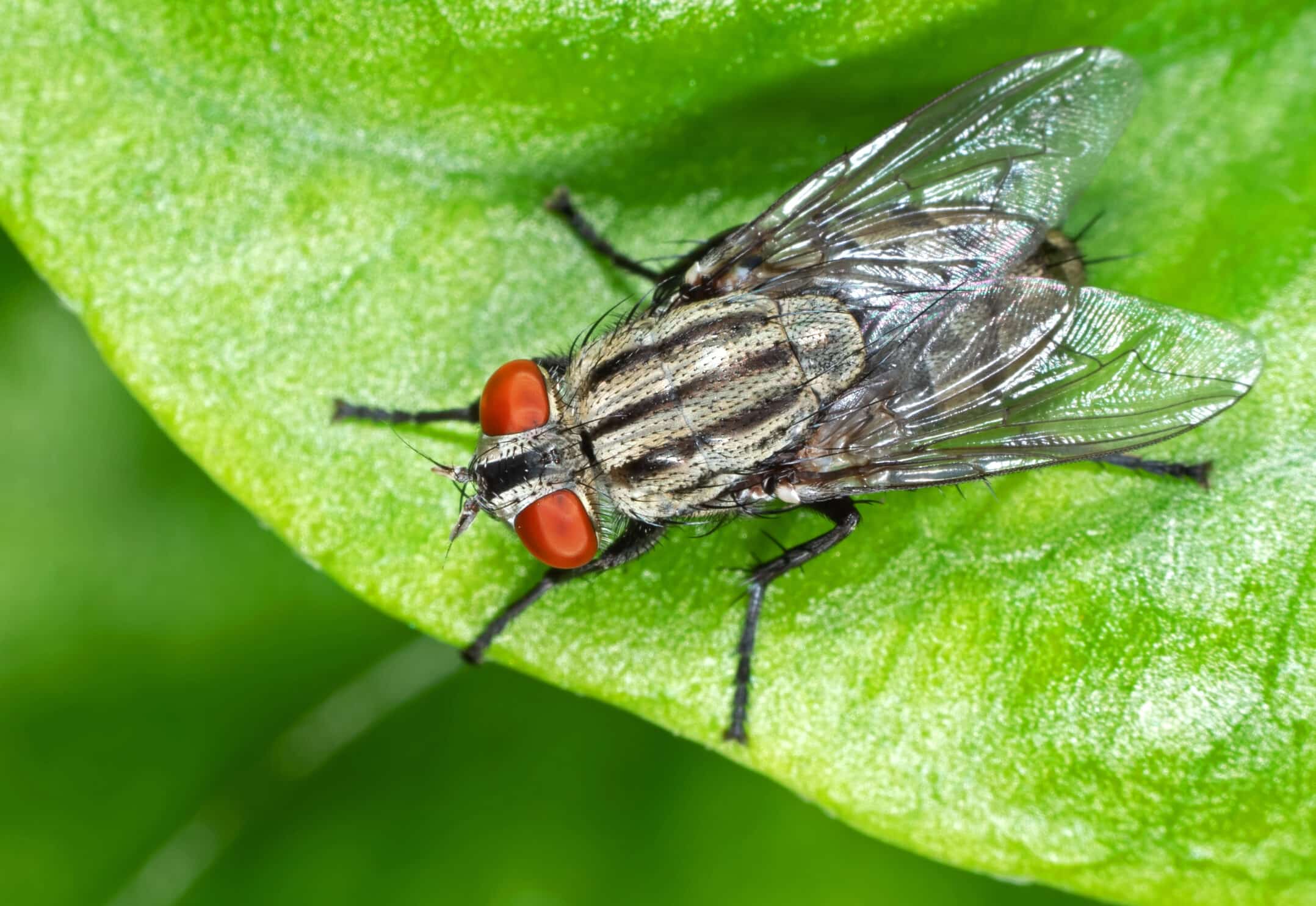 Size of fly's eyes and nose reflect its behavior during mating and