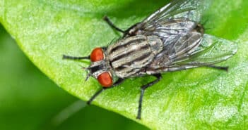 House fly standing on a green leaf.