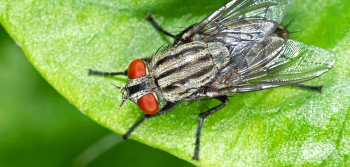 House fly standing on a green leaf.