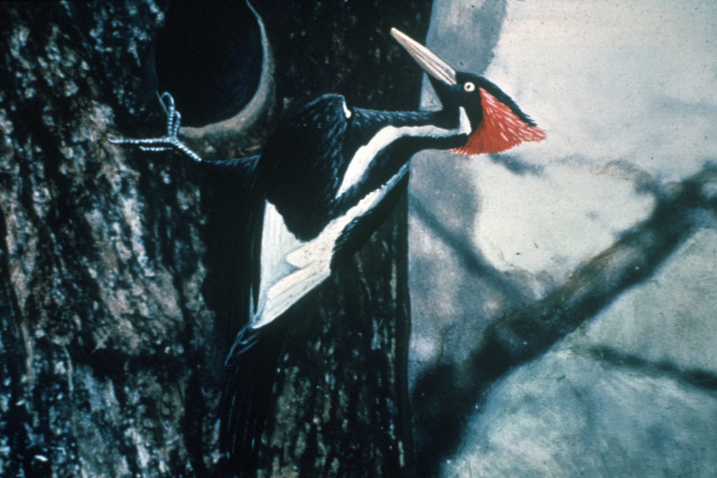 Ivory-billed Woodpecker photo taken in 1935 by Arthur A. Allen