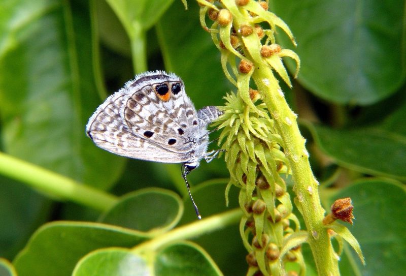 Miami Blue Butterfly, Cyclargus thomasi bethunbakeri, clinging to a flower stem.