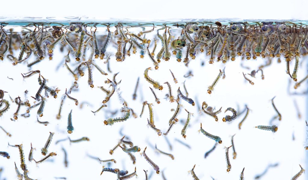 Dozens of mosquito larvae hanging from the surface of water and others swimming around.