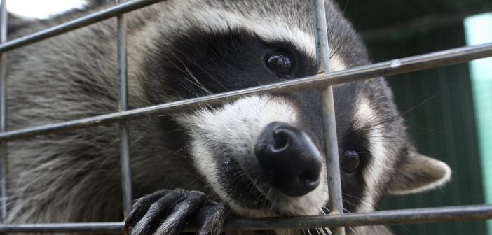 Captive Northern Raccoon sticking its snout through the bars on a small cage.