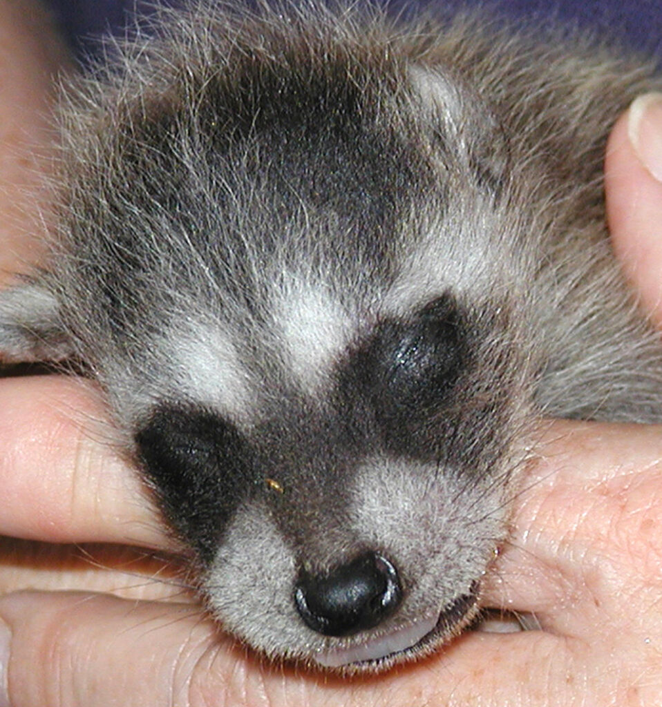 Rescued baby Northern Raccoon with eyes still closed and ears flattened, held in human's hand.