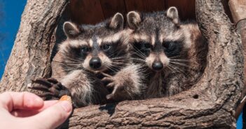 Two young raccoons are looking out of a tree hollow and a human hand is holding up a morsel of food for them.