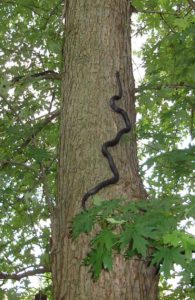 An Eastern Ratsnake, which has black skin, climbing a Silver Maple tree.