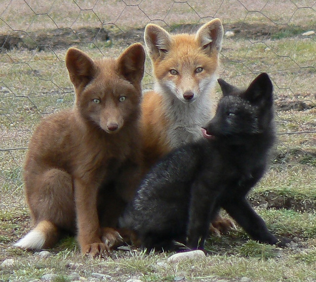 Red Fox Coat Colour