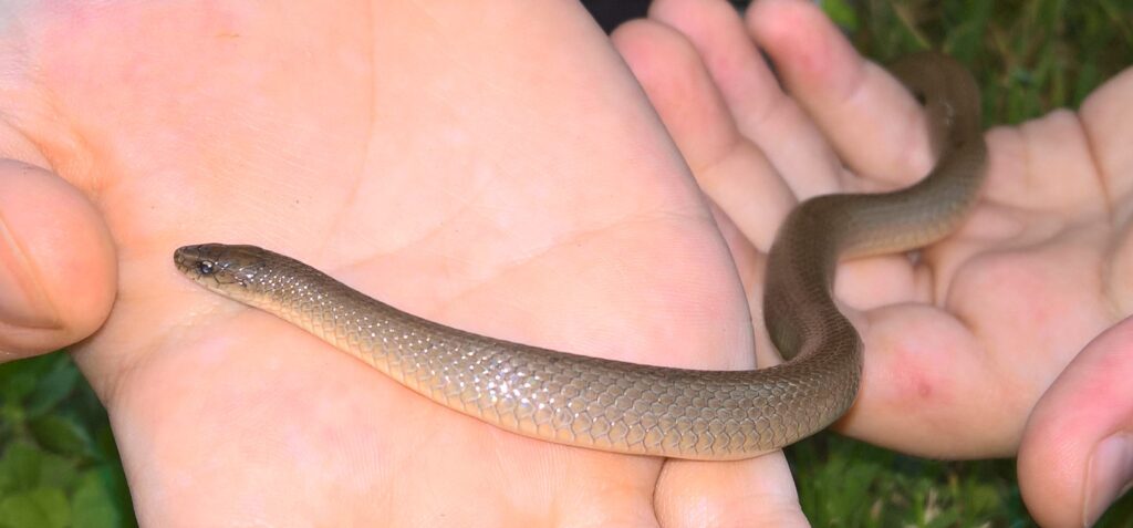 An adult Rough Earth Snake adult is stretched out across a human's palm two palms.