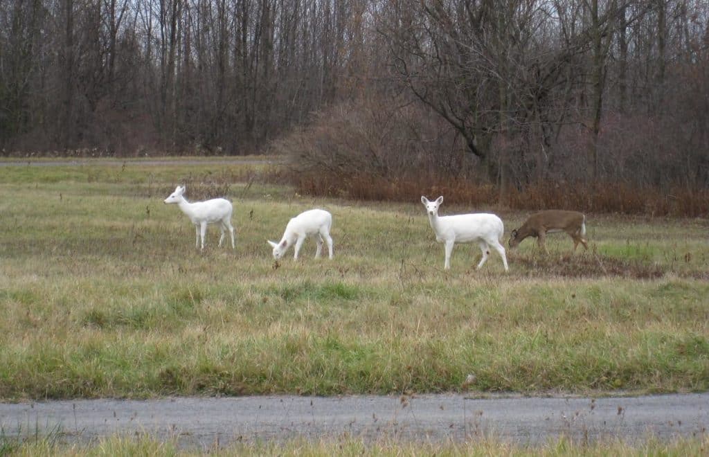 Image of three all-white White-tailed Deer standing in grassland at Seneca Army Depot, along with one Whitetail of typical brownish coloration.