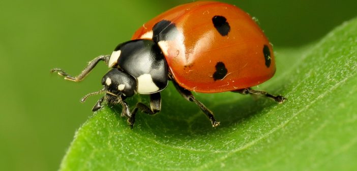 Close up of a Seven-spotted Lady Beetle standing on a green leaf.