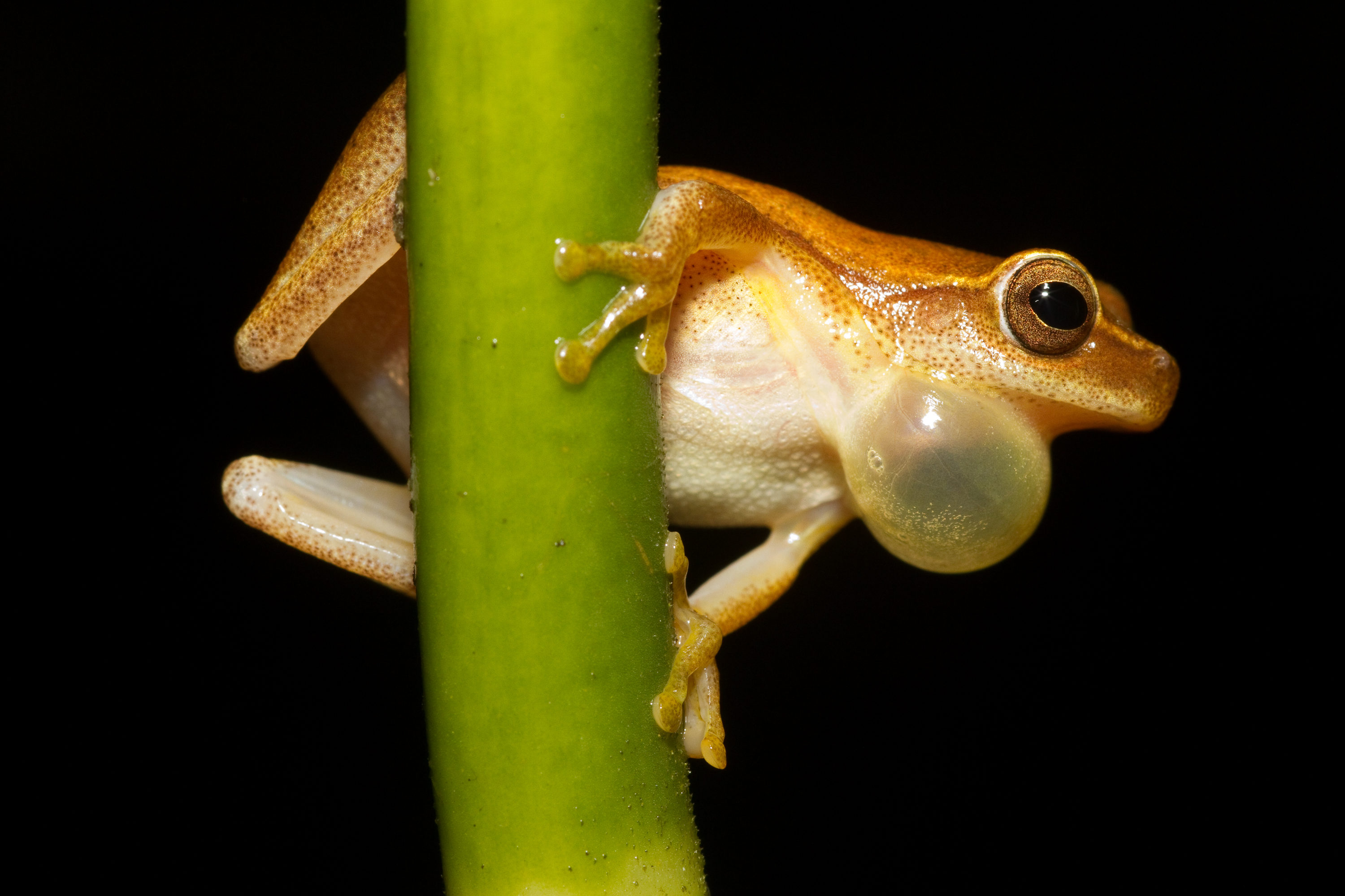 Tree Frogs - All-About Small & Mighty Amphibians - Learn About Nature
