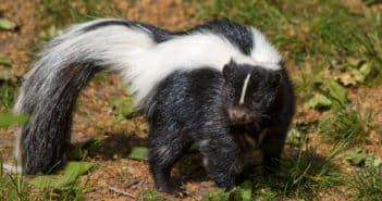 Striped Skunk standing on ground with sparse vegetation.