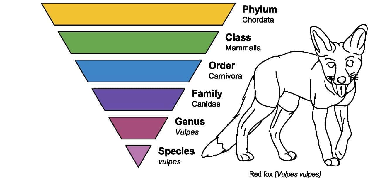 species classification