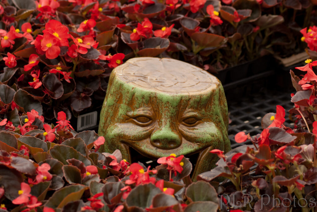 Ceramic toad house sitting with red-flowered begonias.