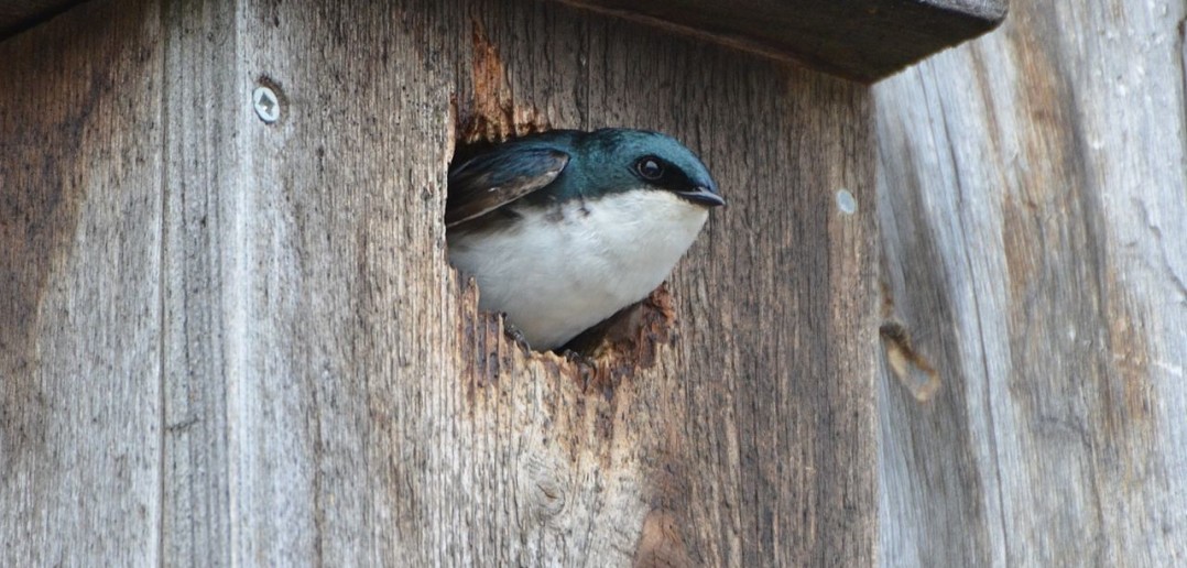 How to provide nesting places for wildlife - Welcome Wildlife