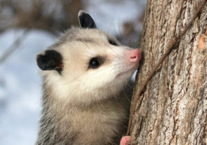 Virginia opossum, Didelphis virginiana, clinging to a tree trunk.