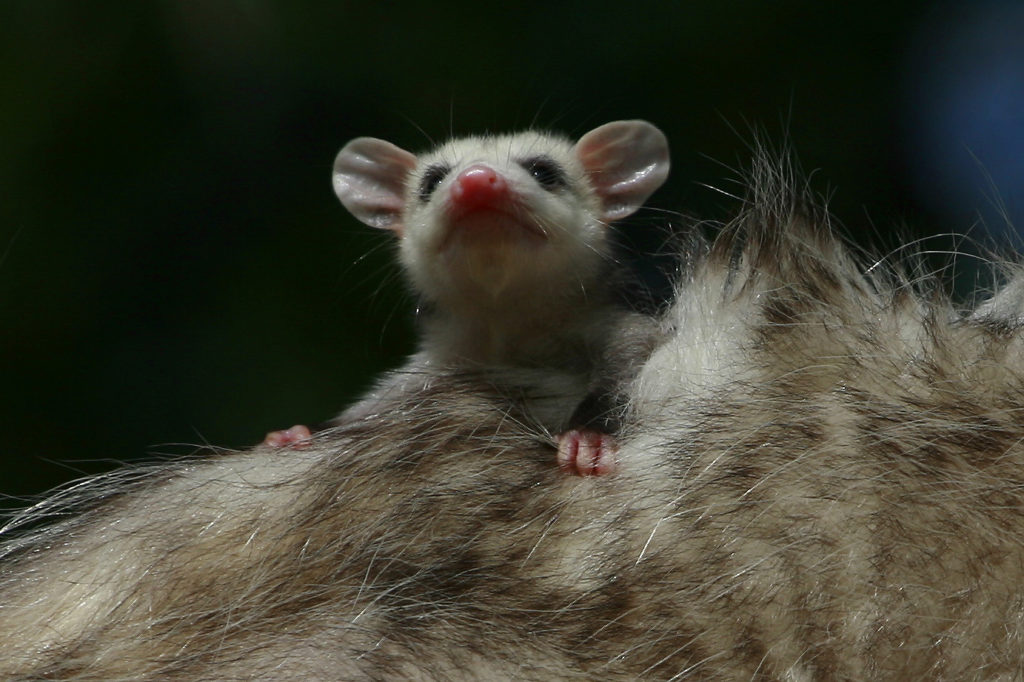 Opossum baby clinging to its mother's back.